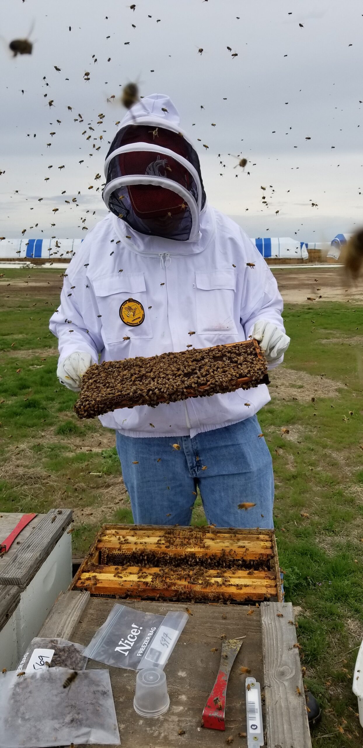 Riley Reed in beekeeper keeper grabbing tray from beehive and bees swarming all around.