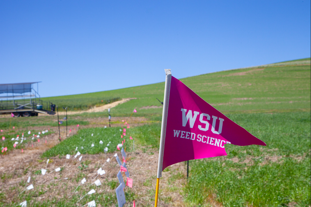 A crimson flag that says "WSU WEED SCIENCE" waves in a field of grass. 