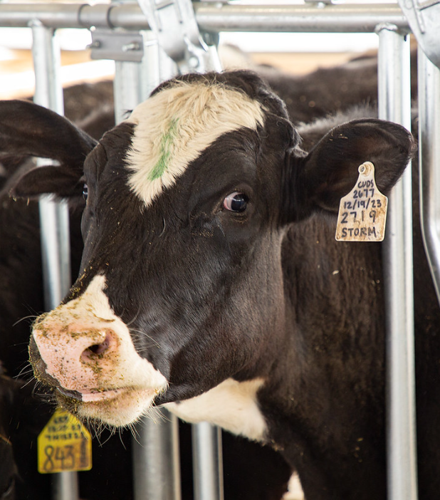 A close-up of a cow looking confused and staring straight into the camera. It's happily eating snack with some, which is all over its nose.