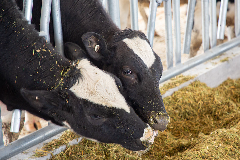 Two cows rub their heads together, trying to chew the same piece of food.