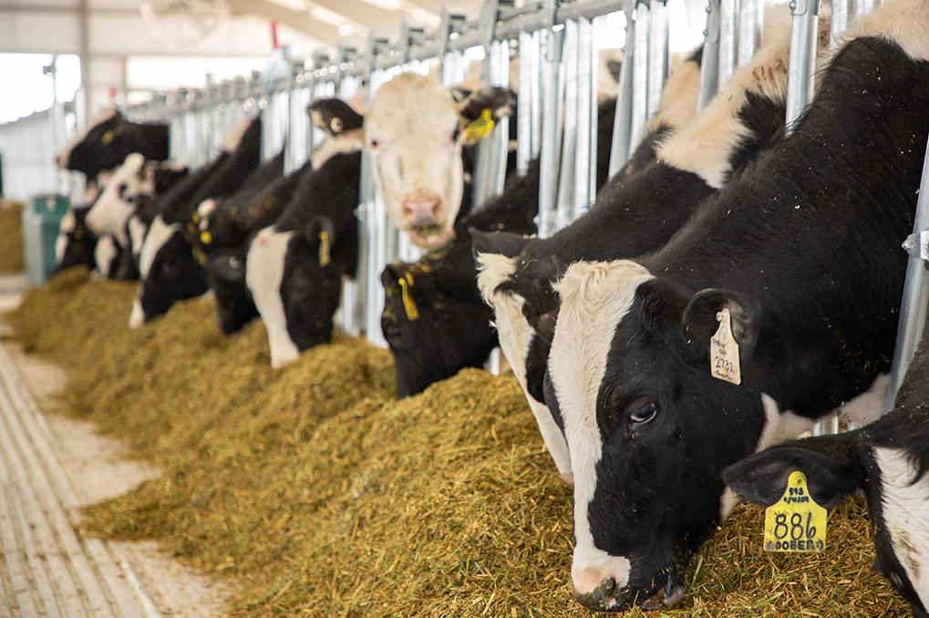 Adorable cows have feeding time in a neat row. One looks up mid-chew and is staring straight at the camera.