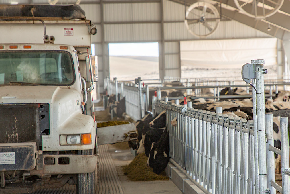 A truck brings the cows' lunch and the separators keep the cows spaced perfectly to all enjoy it.