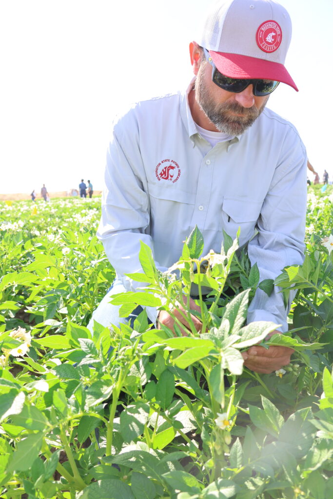 A man in WSU logos inspects the potato plant's leaves in the field.