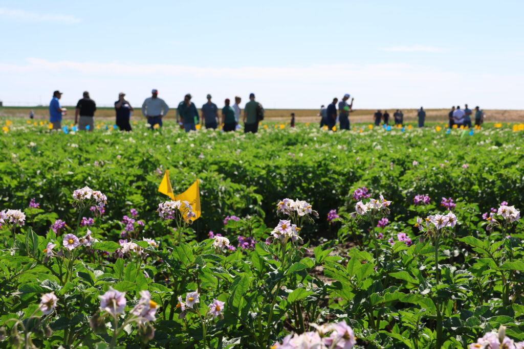 Blossoms in the field and people in the background at the potato field.