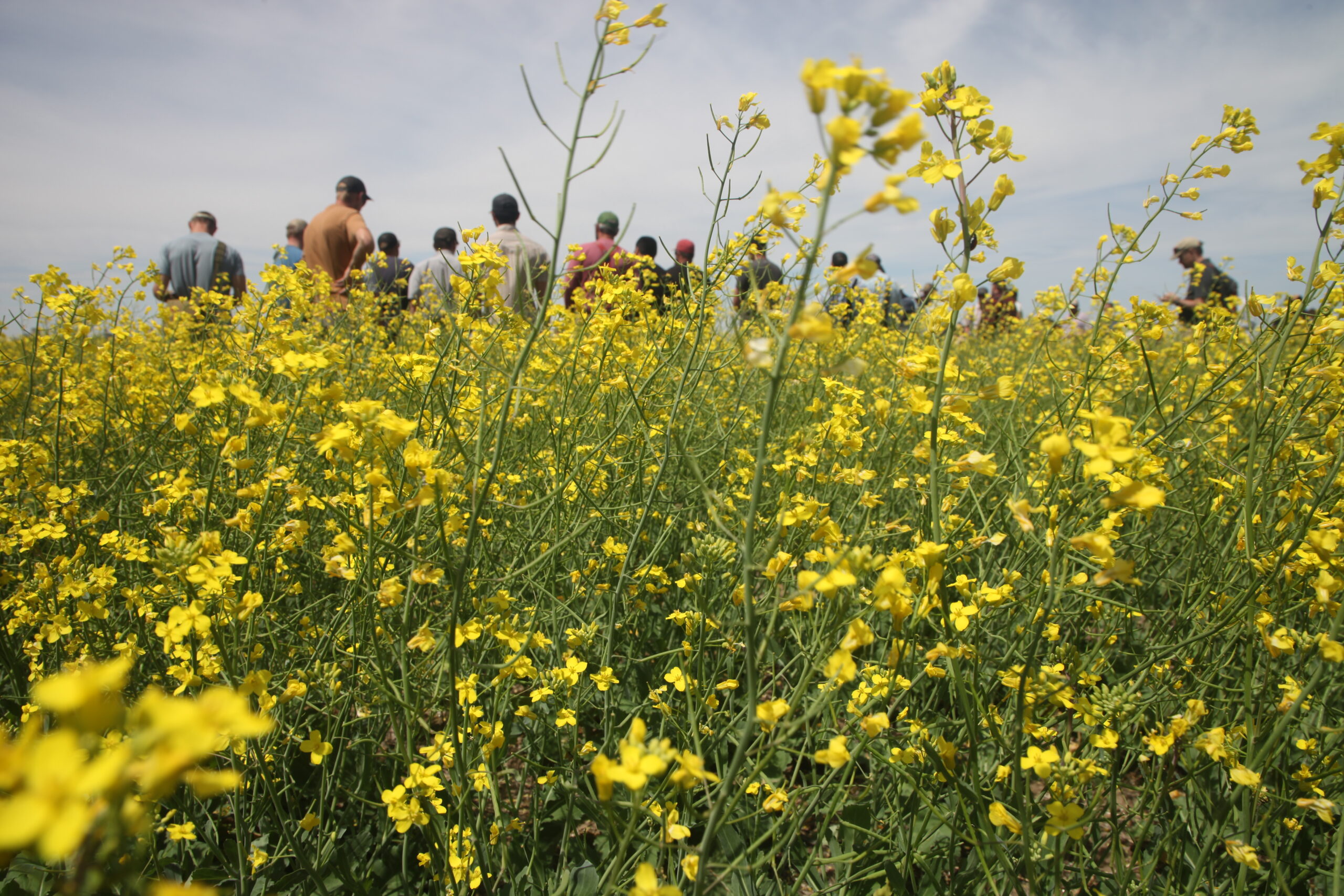 Canola flowers in front of the Wilke farm field day attendees. 
