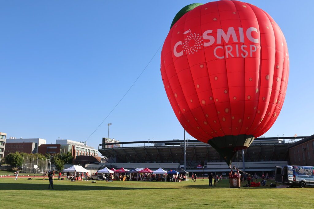 The Cosmic Crisp hot air balloon lands on Mooberry track before the Apple Cup game