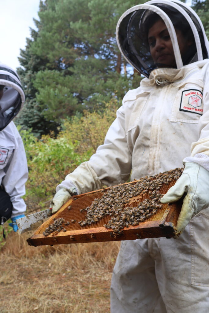 A board full of bees on honeycombs is held up by a Entomology professor in protective gear.