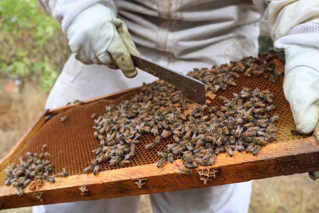 A close-up of a cleaning tool used to scrape honey off of the honeycombs while the bees land around it.