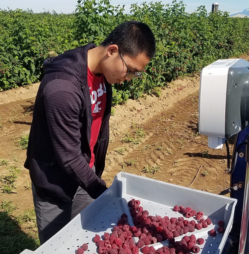 College student working in a berry filed, examining raspberries at a station