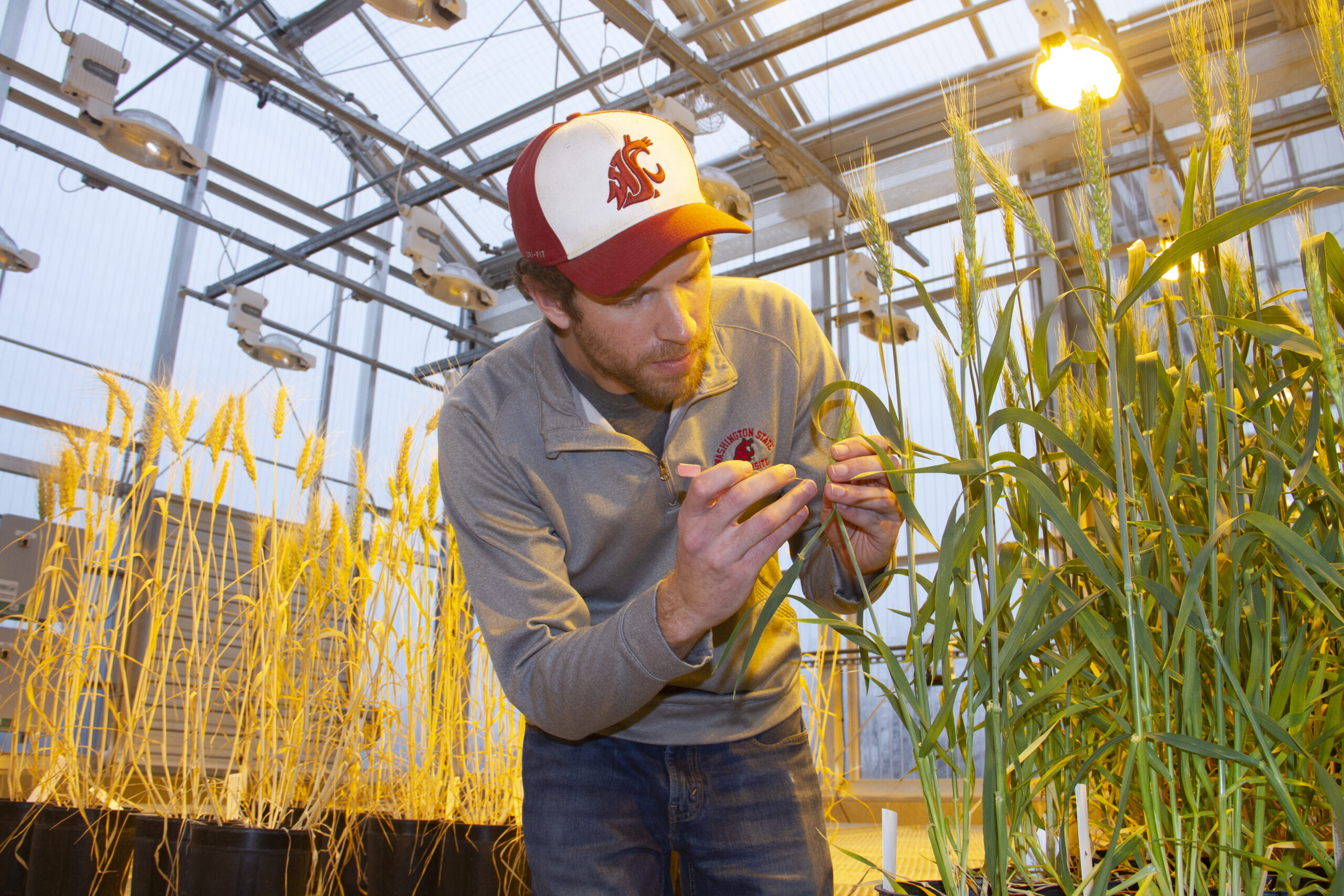 College student in greenhouse examining the head of a piece of wheat