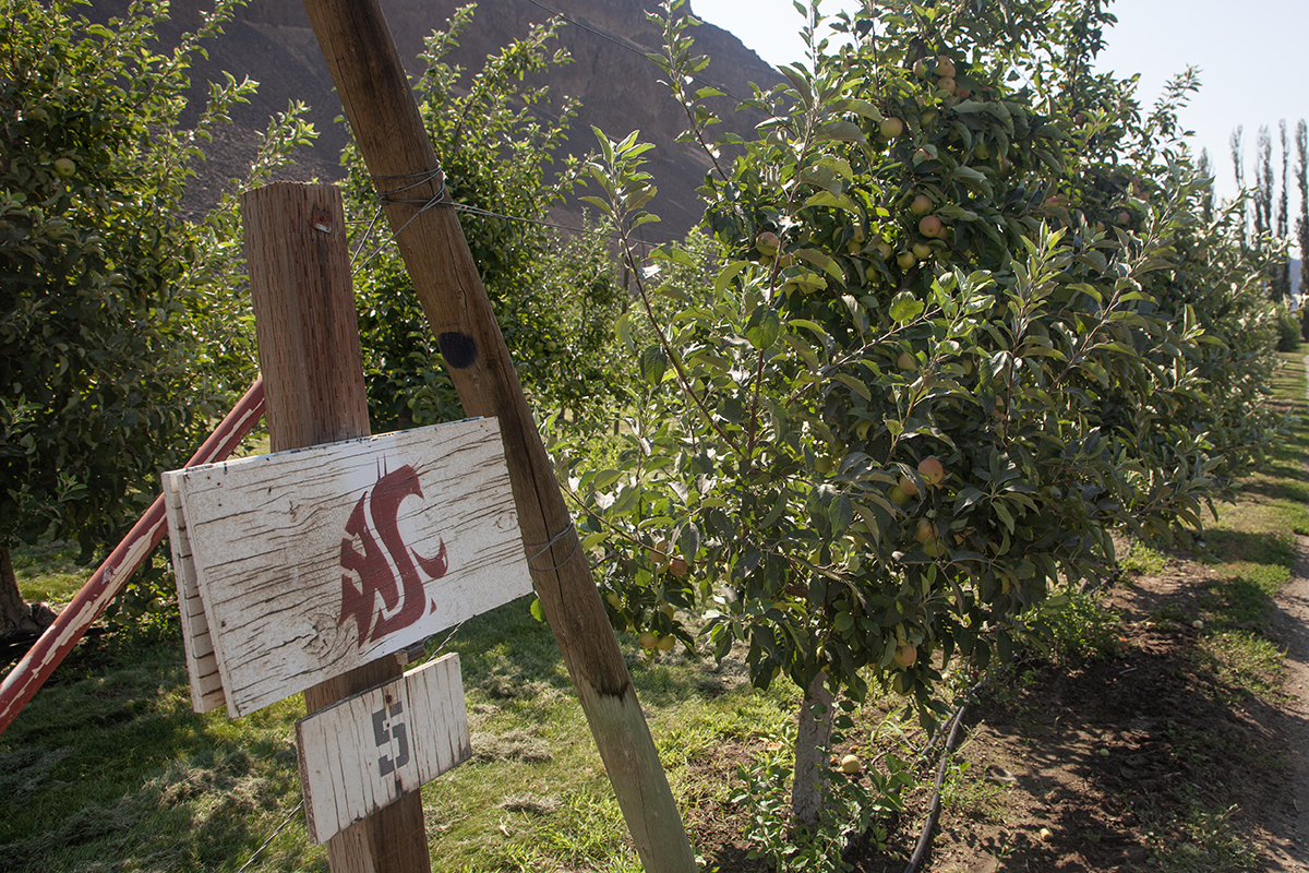 An up close shot of a wood board with the number 5 and the WSU logo, helping to label rows of trees in the Washington Tree Fruit Extension Center. 