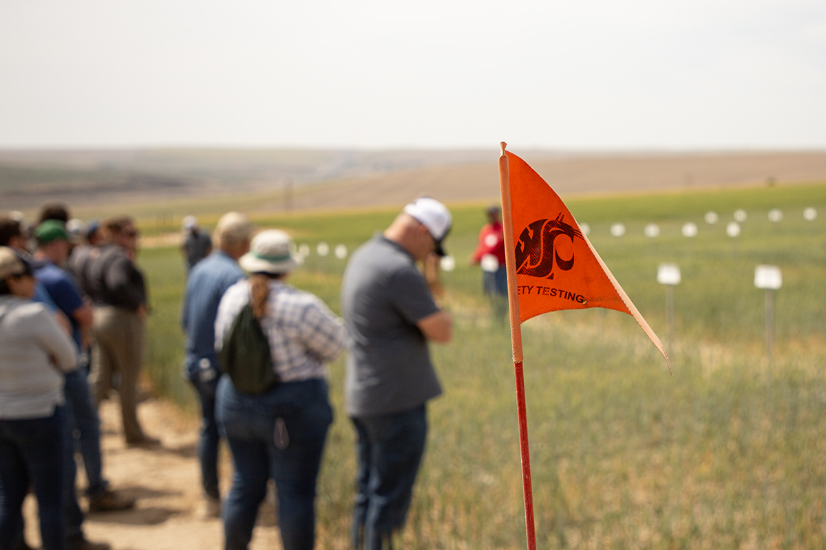 A bright orange field marker with the WSU logo, and the words variety testing on the bottom, in the middle of a wheat field. In the background, numerous faculty are examining the wheat 