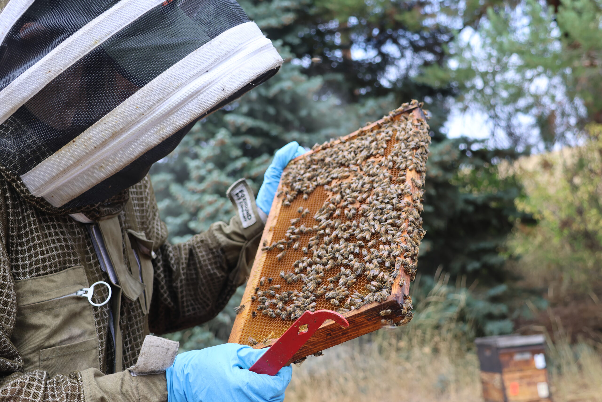 A college student in a bee suit, holding a rectangle that is full of honeycombs, bees, and honey