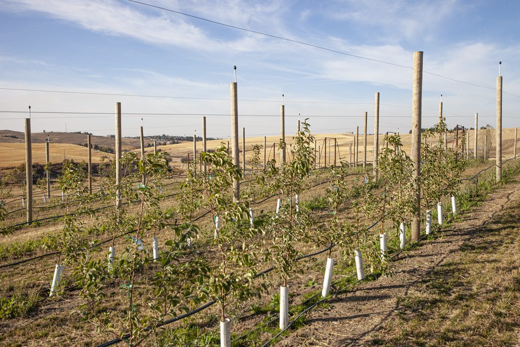 Rows of newly planted trees at the WSU Horticulture center 