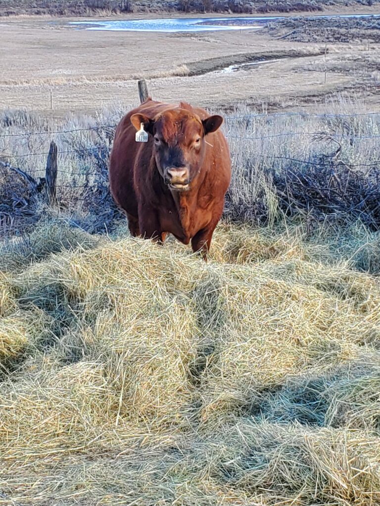 A miffed cow stands amongst a lot of hay. 