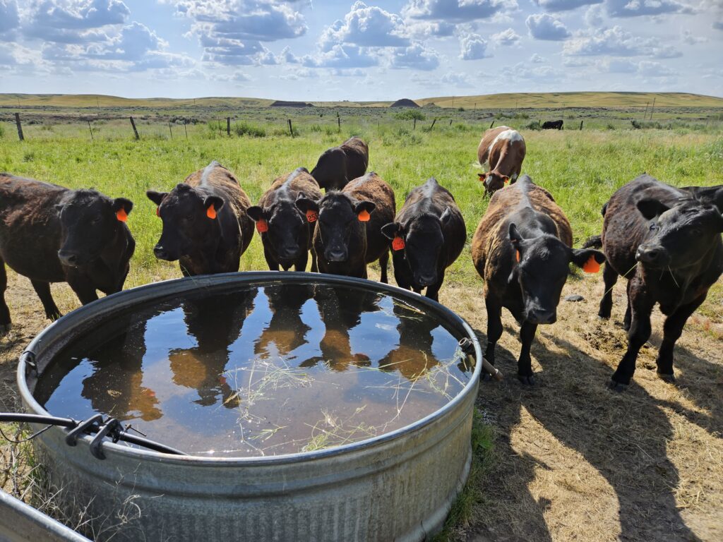 Cows with little orange identification tags surround a water tank in a field of green grass.