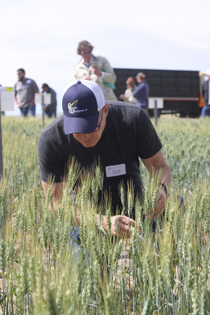 A spring wheat faculty member crouching in a field of wheat examining the growth of the steam on a piece of wheat