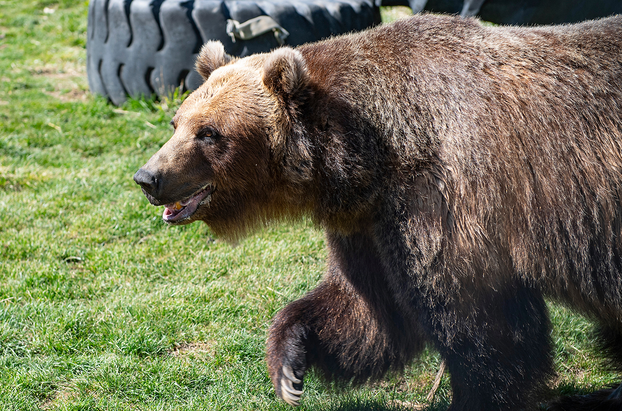 Brown grizzly bear in a green field