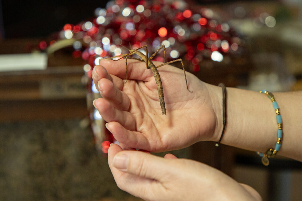 A stick bug being held by a student.
