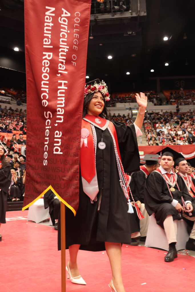 WSU graduate walking with the CAHNRS gonfalon at graduation.