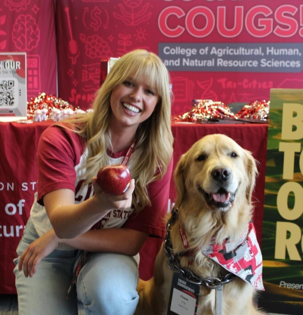 Someone in coug gear holding an apple next to a golden retriever dog in WSU bandana.