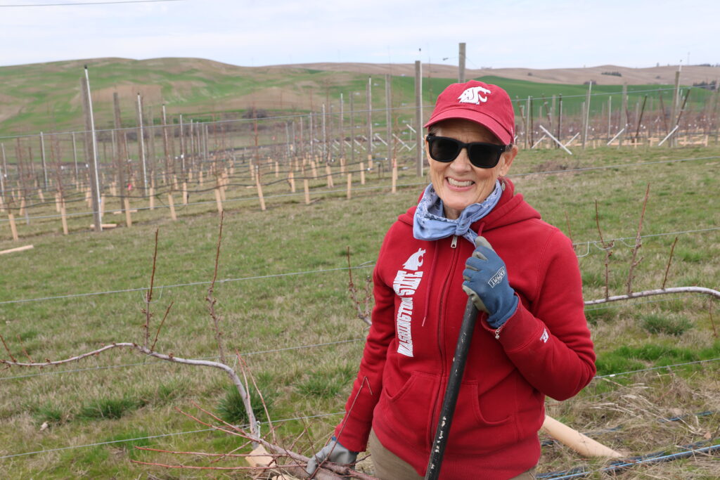 WSU employee in coug gear in an orchard