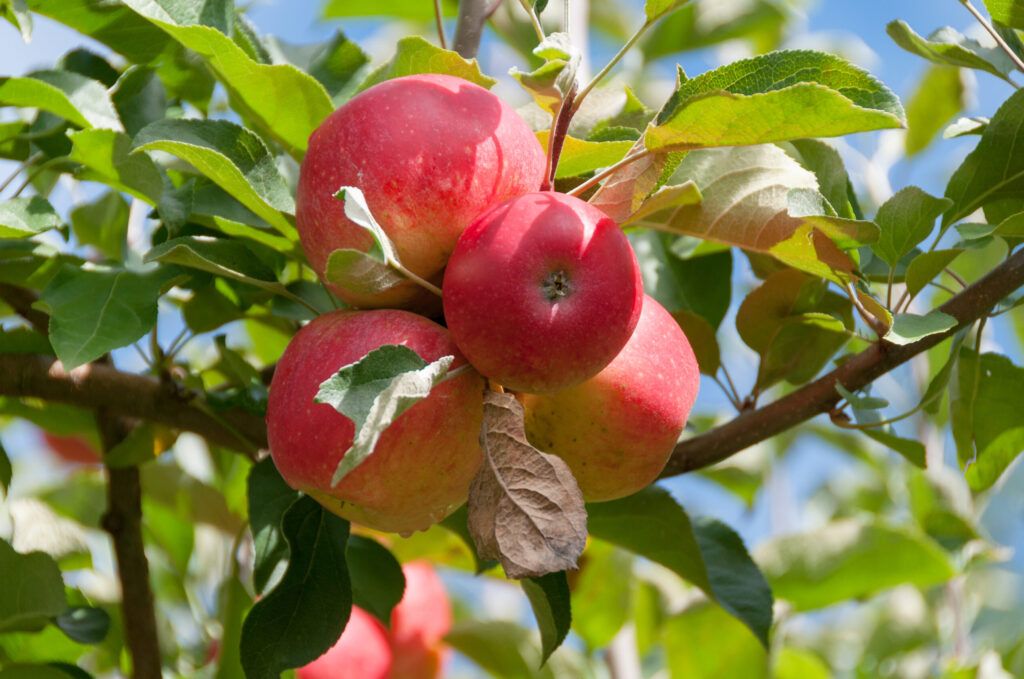 Close up of ripe royal gala apples on a branch with green leaves. Sunlit bunch of apples with water drops hanging on tree in a fruit garden on sunny day
