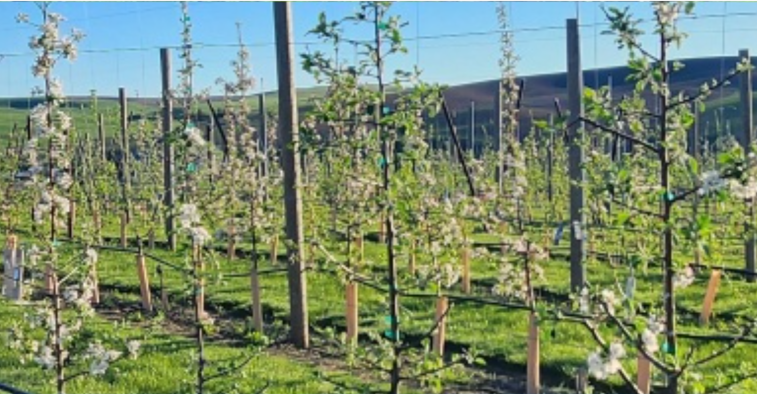 A tree orchard set up by the Horticulture Department at WSU.