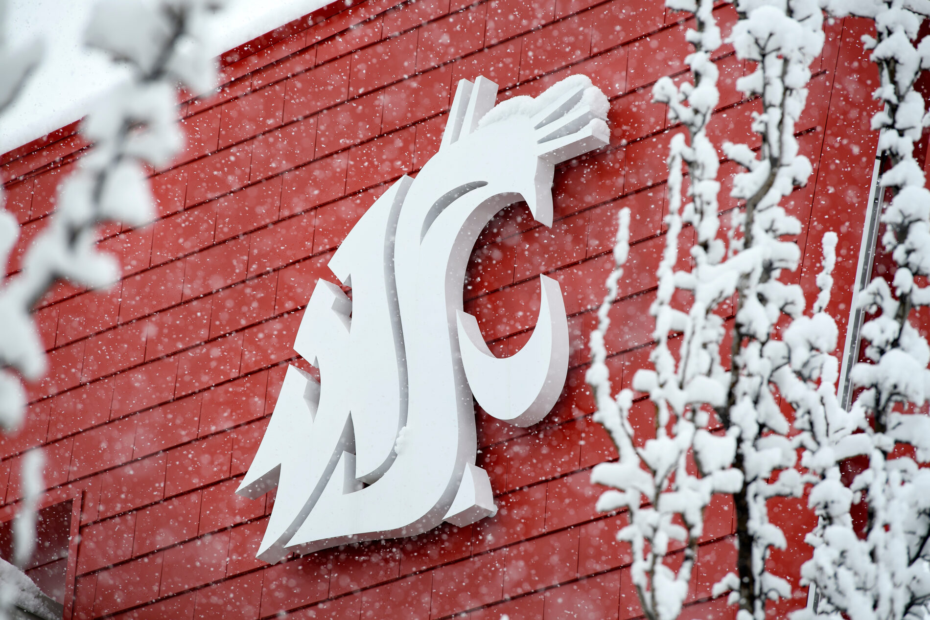 Cougar logo on the Chinook with snow on the campus of Washington State University.