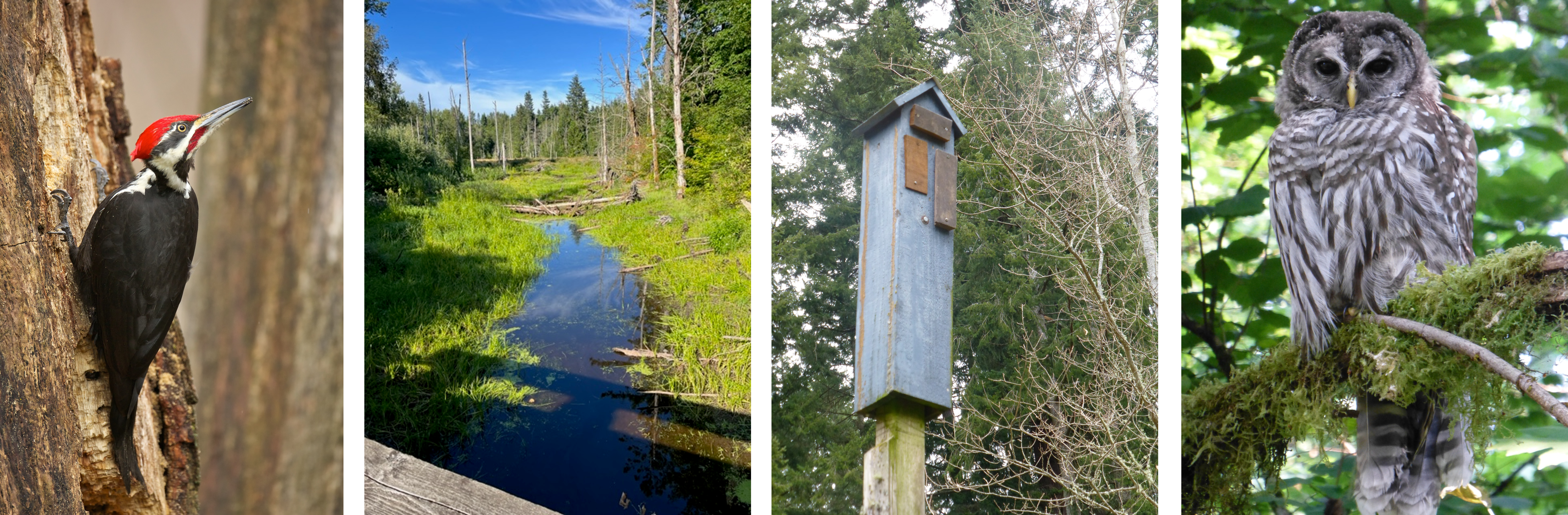 Four images next to each other. From left to right is a woodpecker, a pond, a nest box and an owl.