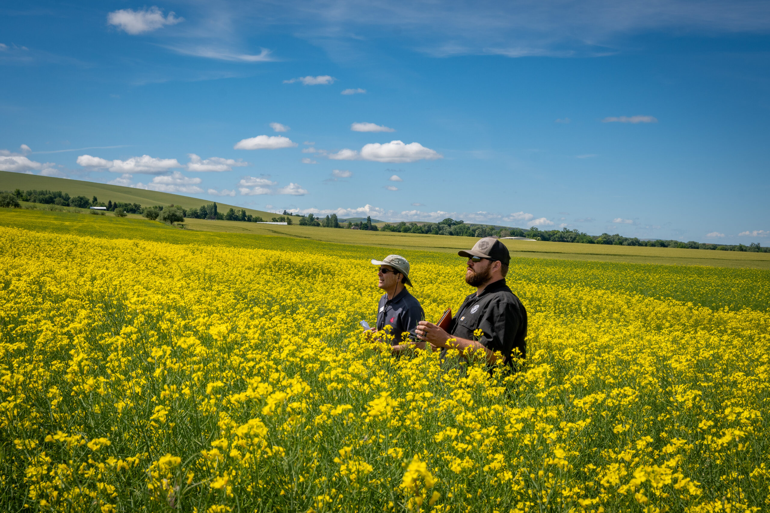 Field tour presenters standing in a field of yellow canola. Photo courtesy of Washington Grain Commission.
