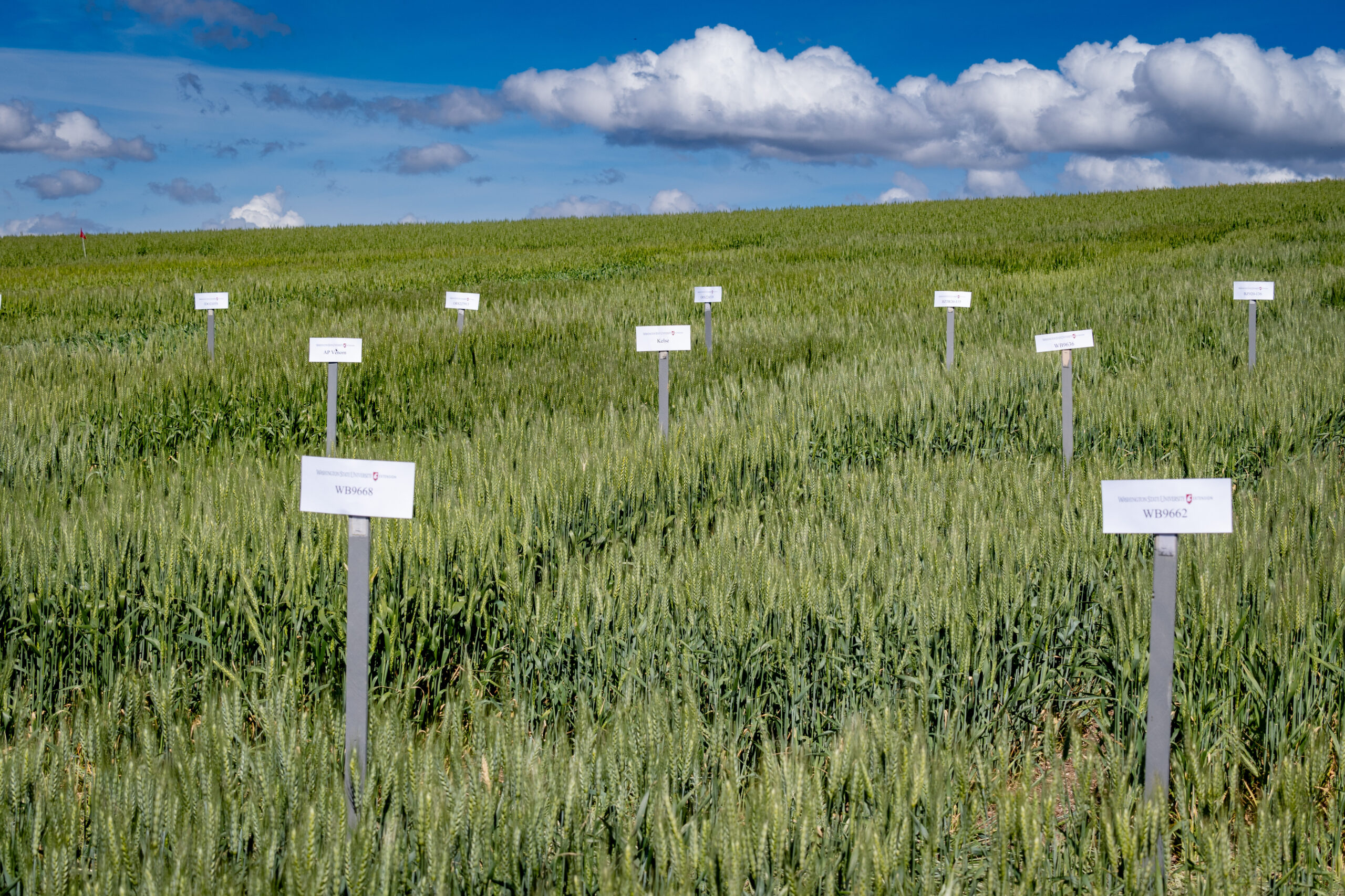 Variety trial plot labels in front of each wheat plot. Photo courtesy of Washington Grain Commission.