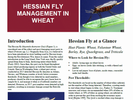 Hessian Fly management in wheat.