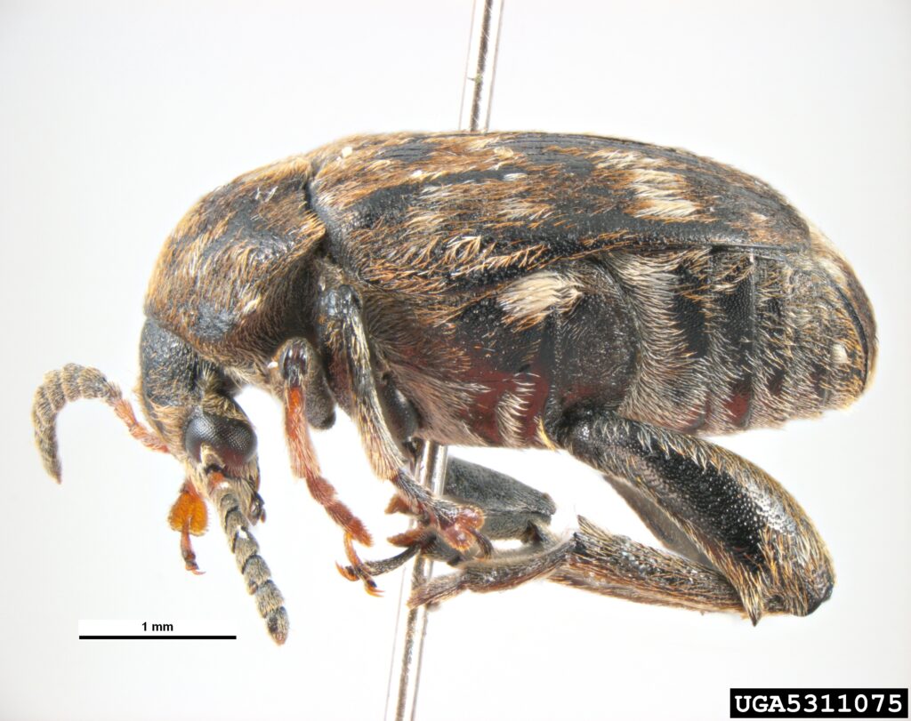 Adult pea weevil.