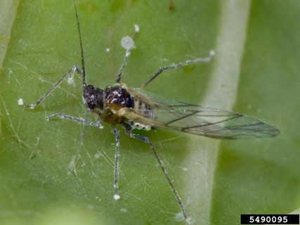 Learn more about Catchweed Bedstraw.