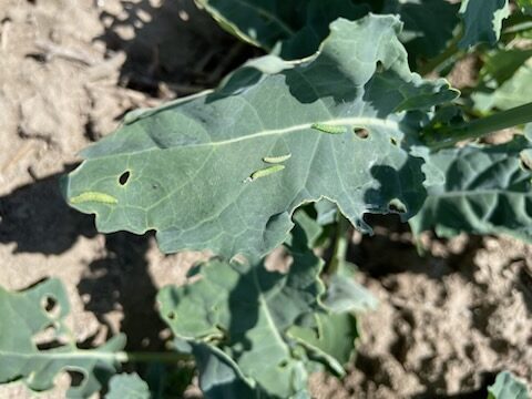 Three green worm-like larvae on a leaf.