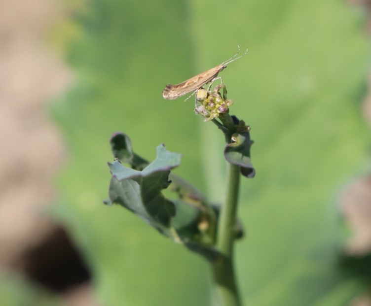 Learn more about Horsetail.