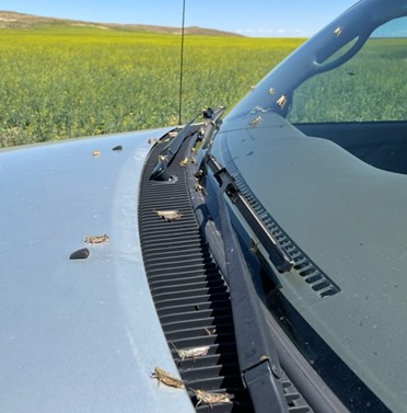 A truck with dozens of grasshoppers on the hood and windshield parked in a canola field.
