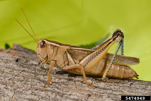 Adult grasshopper on a piece of bark.