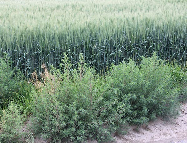 Learn more about Kochia.