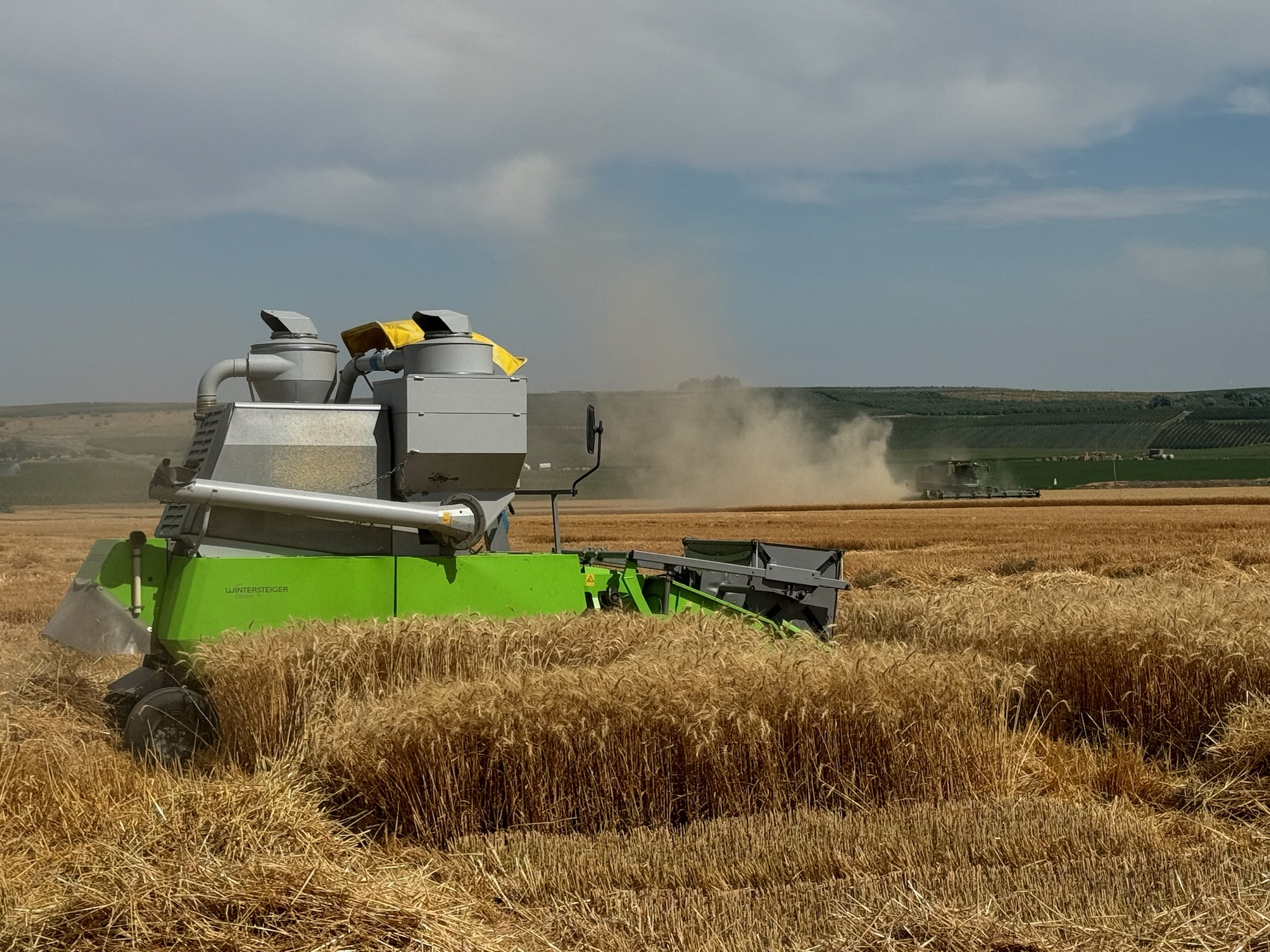 Combine harvesting WSU's variety trials in Pasco while a grower harvests his field in the background.