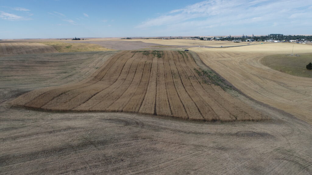 2025 field of canola just before harvest at Wilke Farm.