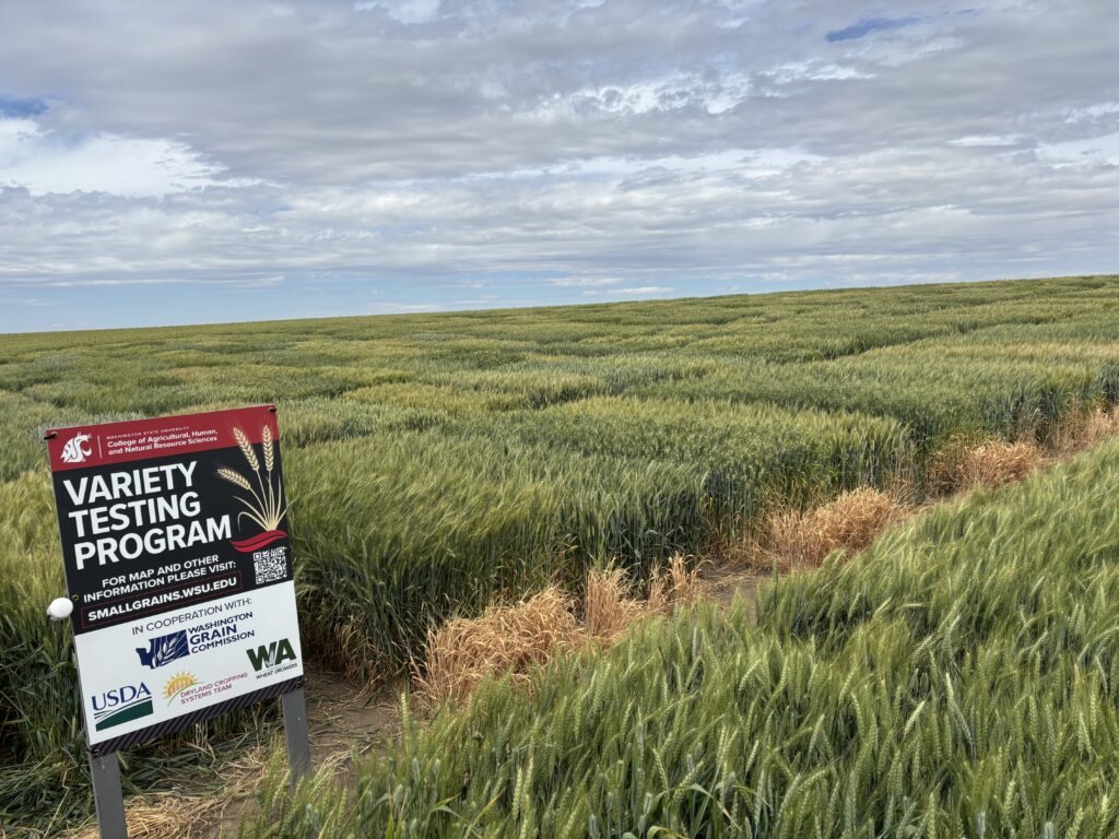 Green wheat plots with a WSU Variety Testing Program sign.