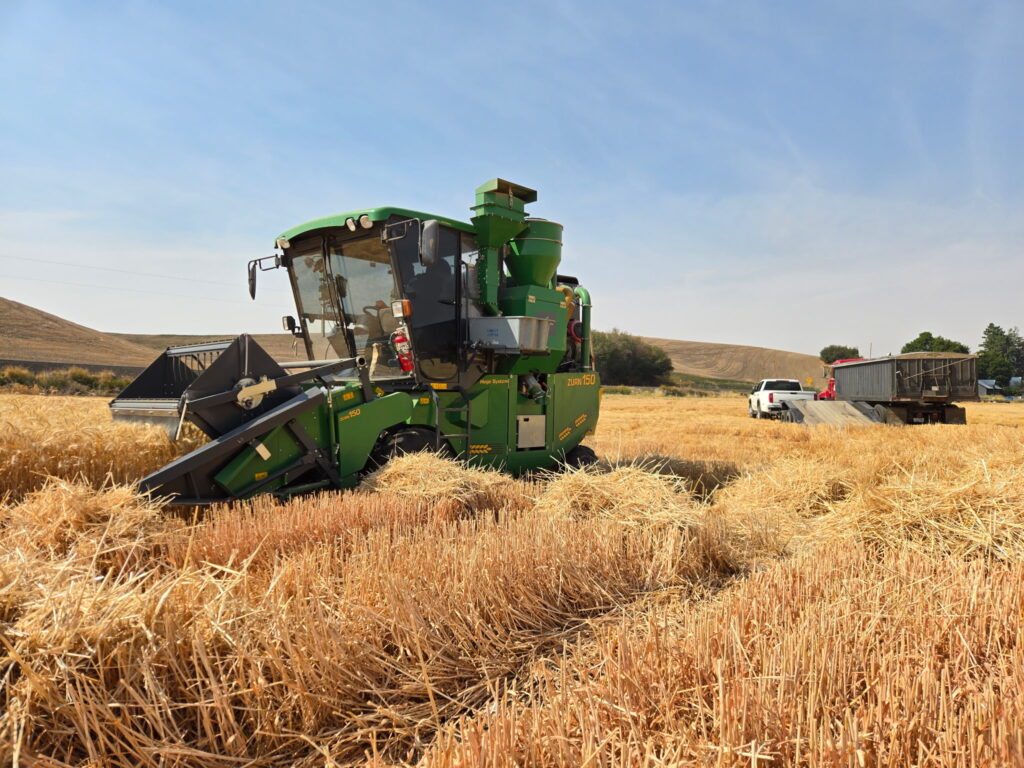 A green combine operating under a blue sky to harvest wheat in 2026.