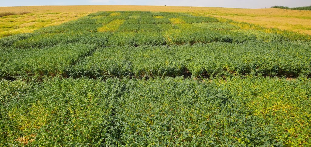 2024 University of Idaho pulse variety trial plots.