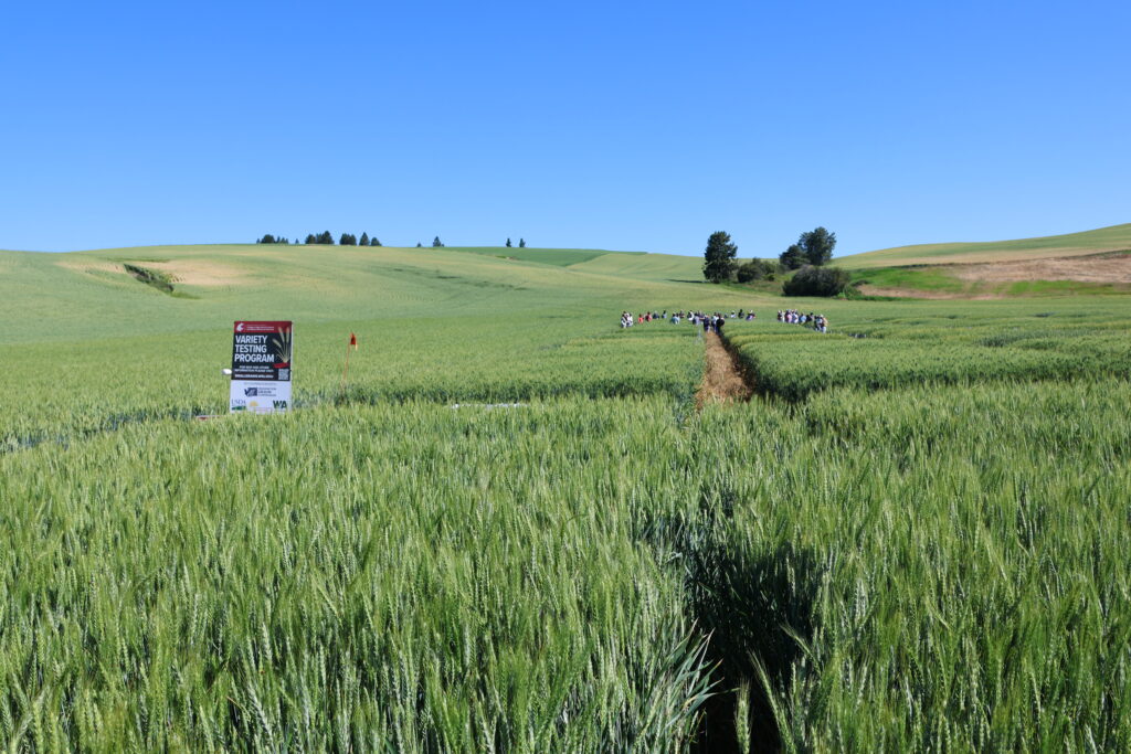 Wheat variety trial plots with field day attendees off in the distance.