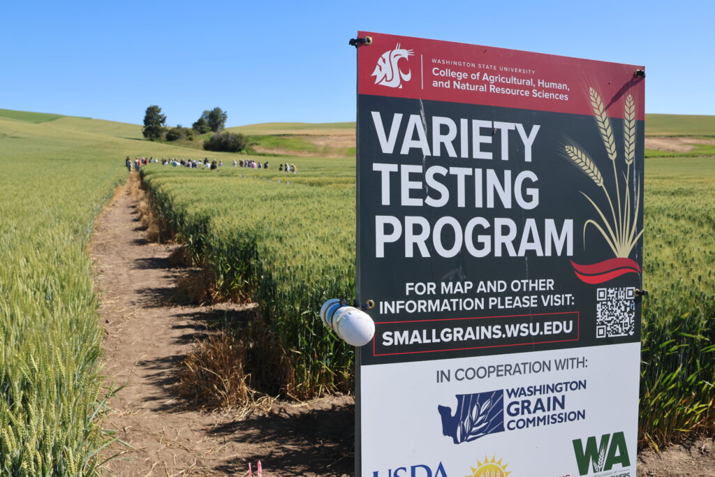 WSU Variety Testing Program sign in the foreground with wheat test plots and field day participants in the background.