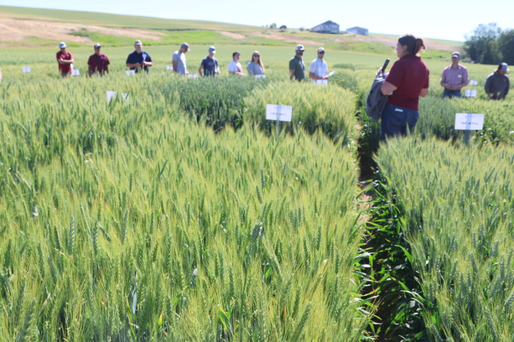 Participants of the 2026 WSU Spillman Farm Field Day standing in a wheat field.