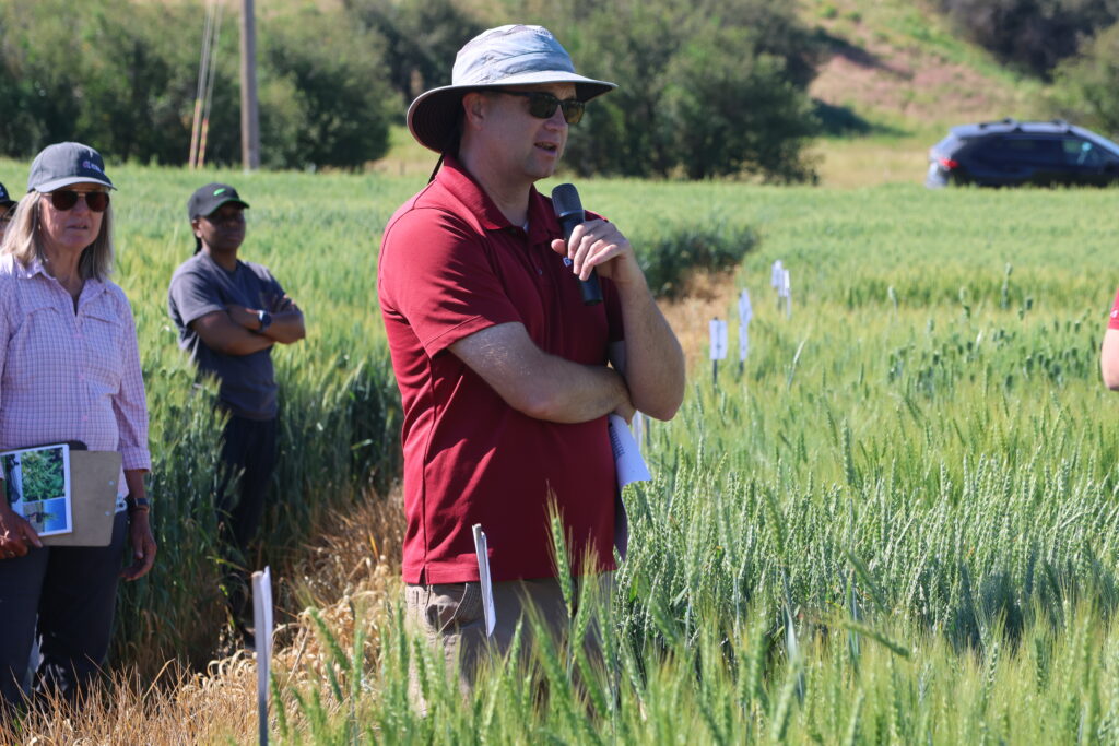 Dr. Arron Carter presenting at the 2026 WSU Spillman Farm Field Day from a wheat field.