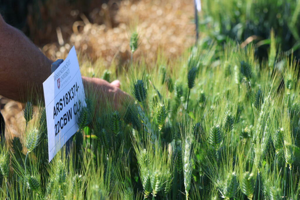 A close-up of a wheat variety being tested by the WSU Variety Testing Program.